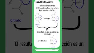 El ciclo de Krebs y su relación con el ácido cítrico Descubrimiento y funcionamiento [upl. by Adias]