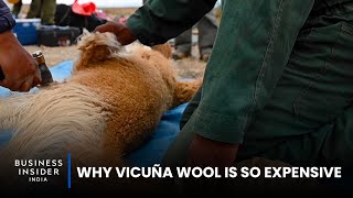 Why Vicuña Wool Is So Expensive  So Expensive [upl. by Drofwarc295]