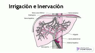 Irrigación e inervación del higado [upl. by Nisbet]