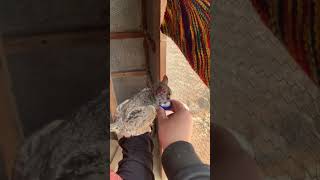 Feeding a bushbaby [upl. by Nirol]