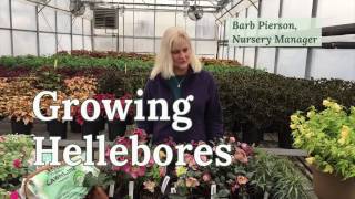 Growing Hellebores [upl. by Elkcim499]