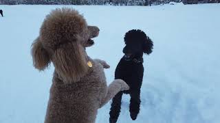 How much exercise do Standard Poodles need daily Can you walk them in the snow [upl. by Marge582]