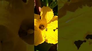 🐝 Carniolan honey bees enjoying a feast inside a pumpkin flower 🐝 slovenia ljubljana summervibes [upl. by Nayarb]