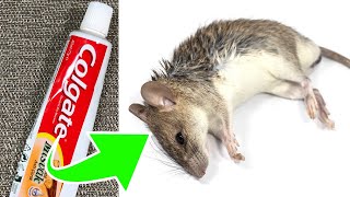 Toothpaste Is All You Need To Keep Mice Away From Your House [upl. by Aiouqes]