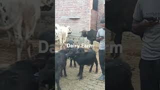 Dairy Farm  Murrah Buffalo  Friesian Cow  Cross Breed Cow  Buffalo Calf  Beef Breed [upl. by Vladamar]