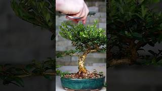 Making Bonsai from Collected Material 🪴 [upl. by Canfield]