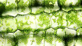 les chloroplastes chez une algue Elodea chlorophyllienne [upl. by Retsila623]