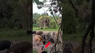 Cara Berburu babi hutan dengan senyap ismailmovic youtubeshorts [upl. by Limak220]