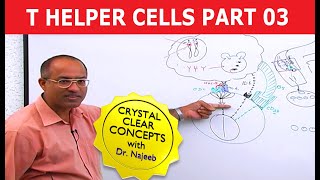 T Helper Cells  Immunology  Part 310 [upl. by Siraf]