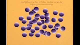 Staphylococcus Aureus Virulence Factors  facteurs de virulence  part 1 [upl. by Deloris]