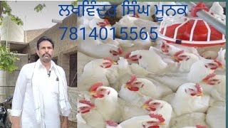 The Ultimate Guide to Successful Poultry Farming [upl. by Hen]