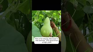 Chinese tradition of scraping gourd into strips garden gardeningtips gardeningadvice [upl. by Klemm79]