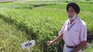 Historical rice varieties of the International Rice Research Institute [upl. by Jeth]