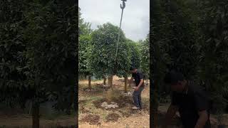 Osmanthus Fragrans Tree Transplanting Process [upl. by Sitto]