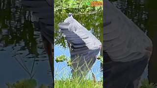 Great Blue Heron’s Calls Interaction and CloseUp at Lake Eden [upl. by Ellehcim972]