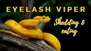 Eyelash Viper Shedding And Eating [upl. by Leod]