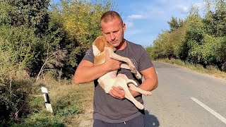 Rescue recovery and adoption of abandoned lonely puppy [upl. by Glori428]