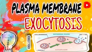 ✨️quotExocytosis Explained How Cells Transport Materials Across the Plasma Membranequot✨️ 💖📝📚 [upl. by Eceela]