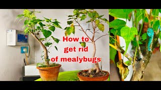 How to get rid of mealybugs  save your bonsai from mealybugs and ants [upl. by Nnyliram232]