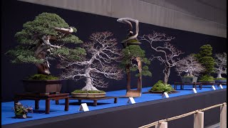 Trophy Bonsai Exhibition 2024 [upl. by Elocyn920]