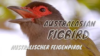 Australasian Figbird Call birds birdsounds [upl. by Aitsirk289]