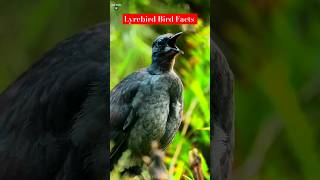 Lyrebird facts Mimicry birds likesadia animals wildanimalfacts facts lyrebird [upl. by Eiramenna]