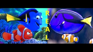 Finding Nemo Recut [upl. by Alyks]