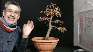 BONSAI  pinzado y defoliado ACER TRIDENTE [upl. by Repohtsirhc]