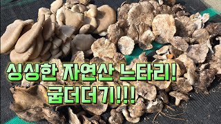 가족과 함께한 늦가을 식용버섯 산행 자연산느타리 굽더더기흰굴뚝버섯 산행 느타리버섯 자연산느타리 흰굴뚝버섯 굽더더기 [upl. by Aihsiym]