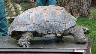 Riesenschildkröten werden gewogen Tierpark Hagenbeck [upl. by Brendis229]