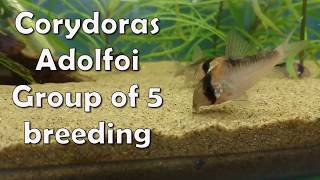 Corydoras Adolfoi Breeding [upl. by Trebeh]