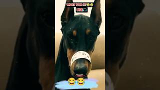 Dog Talking Video Funny Bhola Record Video 🤣 [upl. by Gnilhsa]