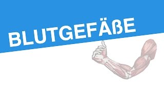 BLUTGEFÄßE  Biologie  Biologie des Menschen Mittelstufe [upl. by Lorena]