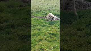 Lurcher ferreting Northumberland [upl. by Olegnalehcim]