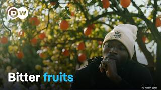 The exploitation of Europes harvest workers  DW Documentary [upl. by Anselme]