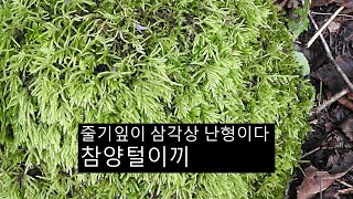 참양털이끼 Brachythecium moriense Besch [upl. by Nohsal]