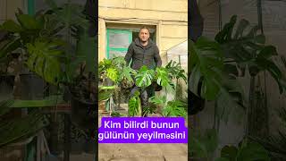 Monstera bitkilərinin satışı Bakı şəhəri Bayıl qəsəbəsiTel994553497070monstera [upl. by Westberg]