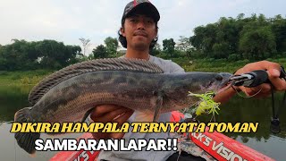 JORAN DIPAKSA MELAWAN TERUS KARNA TOMAN NYA TENAGANYA BESAR‼️ MANCING TOMAN 2024‼️ [upl. by Gib]