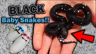 Mexican Black Kingsnakes Hatching [upl. by Porty]