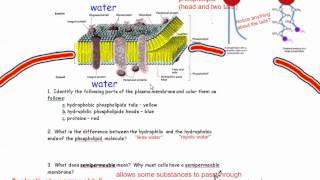 The Plasma Membrane Cell Membrane IB Biology [upl. by Dar]