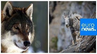 Mountain goat versus hungry wolf who wins [upl. by Bravin]