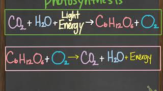 bio photosynthesis amp chemosynthesis [upl. by Atilal]