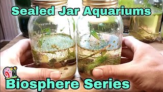 Can Bladder Snails Survive in a Sealed Jar Weekly Biosphere Build Series  Episode 002 [upl. by Alrak47]