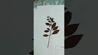 My herbarium collections [upl. by Rainer]