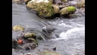 The American Dipper [upl. by Hunt634]