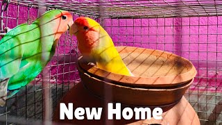 New Home for my rosy lovebird  Breeding update [upl. by Irneh]