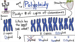 Polyploidy  Tales from the Genome [upl. by Evilc338]