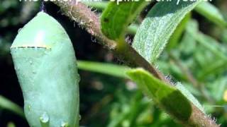 Monarch Butterfly Life Cyclewmv [upl. by Annalla]