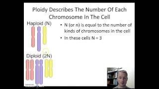 Haploid vs Diploid [upl. by Yrrem]