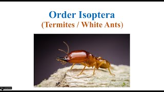 Order Isoptera [upl. by Quiteri]